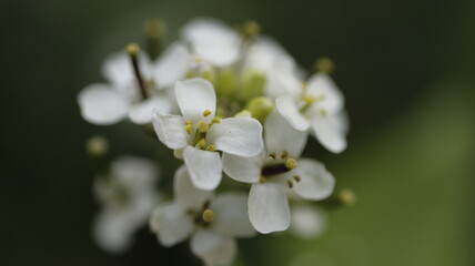White flower in a field close up
