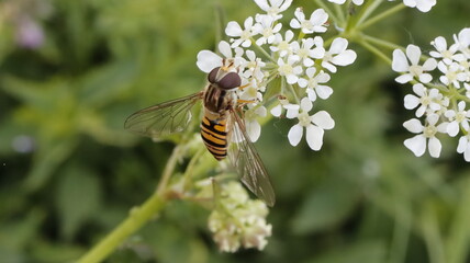 Hoverfly on white flower