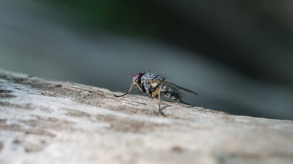 Big fly