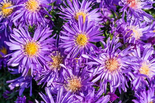 Aster 'Herfstweelde' (Autumn Wealth) a lavender blue herbaceous perennial summer autumn flower plant commonly known as Michaelmas daisy, stock photo image