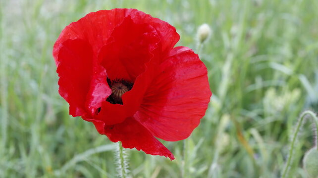 Papaver rhoeas | red poppy | klaproos