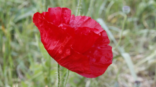 Papaver rhoeas | red poppy | klaproos