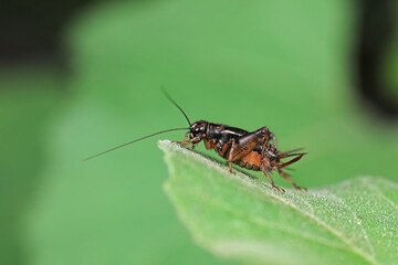 Cricket nymphs inhabit wild plants in North China
