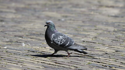 Pigeon on a square