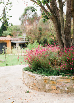 Gaura shrubs flowering under tree trunk in tuscan garden