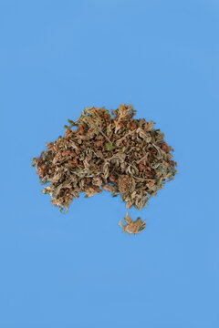 Cannabis leaf in the shape of the Australian Map