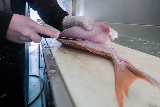Red Snapper fish being filleted