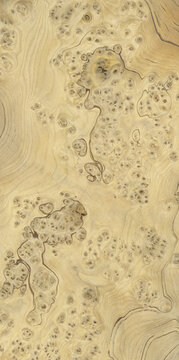 Macro photo of wood cross section Wood grain texture background