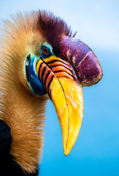 Red-knobbed Hornbill