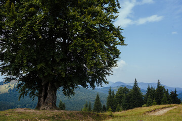 Beautiful nature of the mountains and hill in summer. big tree and road in the mountains