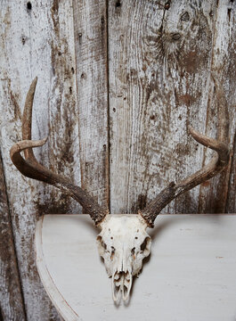 Skull with antlers