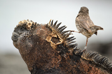close up of a lizard