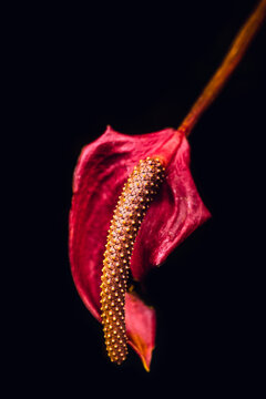 anthurium