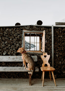 Dog sitting on bench in front of woodshed