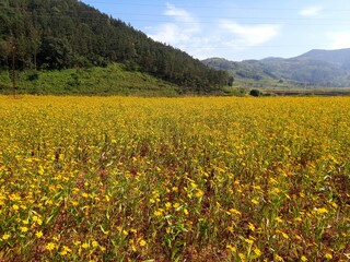 Fototapeta premium field of yellow flowers