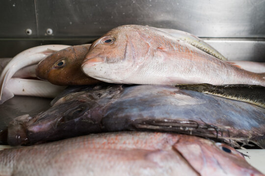 Market Fish