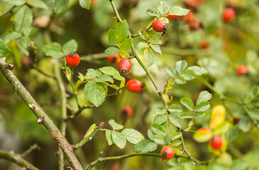 rosehips in the fall at sunset