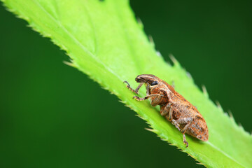 Weevil on green leaves, North China Plain