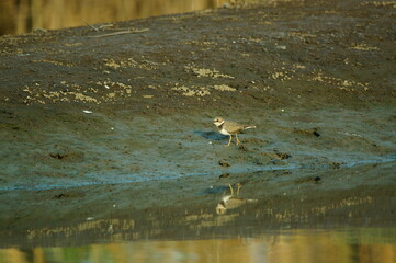 Javan plover are looking for food on the river bank. Javan plover (Charadrius javanicus) is a species of bird in the family Charadriidae.