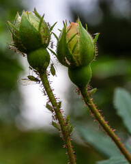 Rosenknospe mit Blattläusen