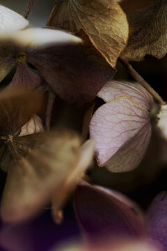 Macro of dark and shiny dried hortensia flowers