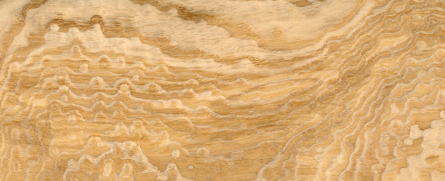 Macro photo of wood cross section Wood grain texture background