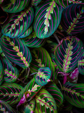 variegated leaves