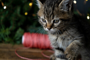 The muzzle of a gray fluffy kitten. cat mustache. Close-up portrait with copy space