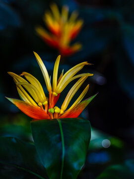Heliconia flower