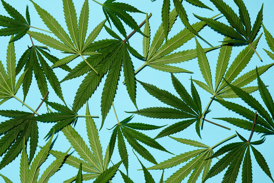 Cannabis leaves on blut