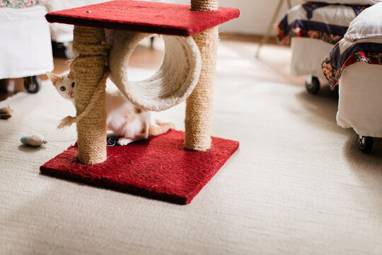 Young cat playing peekaboo behind scratching post in luminous living room