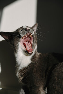 Cat yawning looks like shouting.