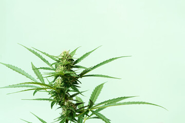 Cannabis flower on a lime green background