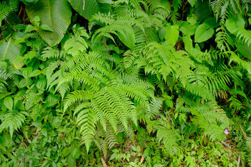 Fern leaves in the forest