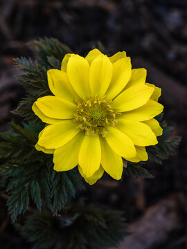 Adonis amurensis