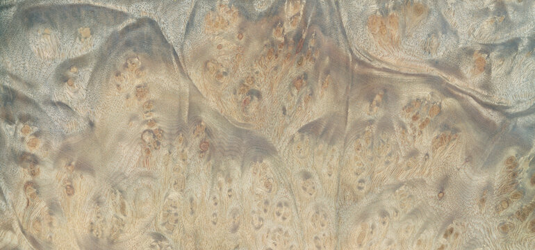 Macro photo of wood cross section Wood grain texture background