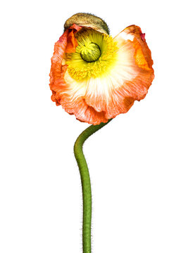 poppy