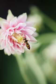 Close up of flower fly drinking nectar from pink columbine in blossom