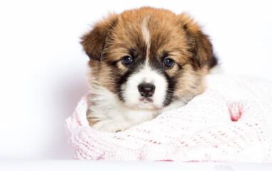 puppy in a blanket on a white background