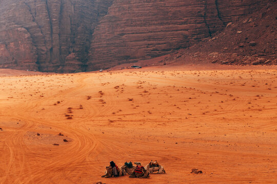 Camels in desert