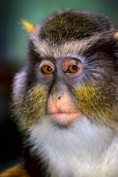 Wolf's Mona Monkey