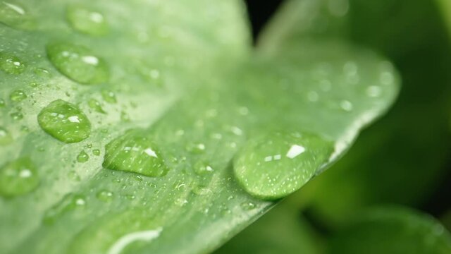 Moving close up shot of a water drop flows down a green leaf shot in 4k 