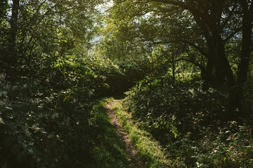 Path through enchanted green nature