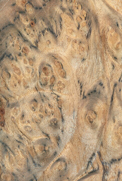 Macro photo of wood cross section Wood grain texture background