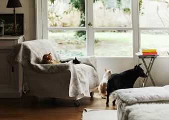 Four pets (3 cats and one dog) all together in living room