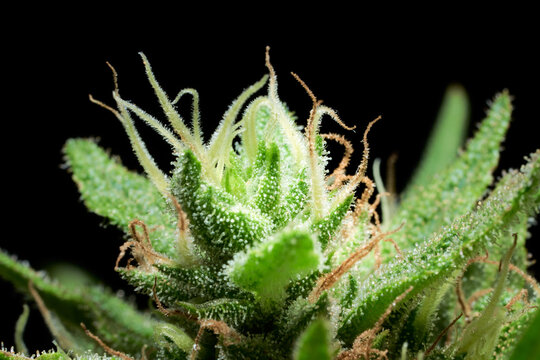 macro cannabis bud