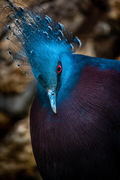 Victoria Crowned pigeon
