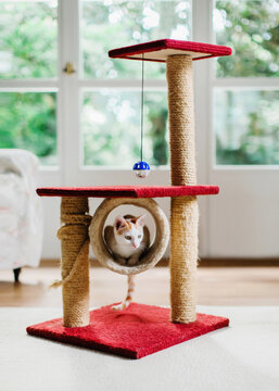 Cat lying inside cylinder of scratching post tower toy