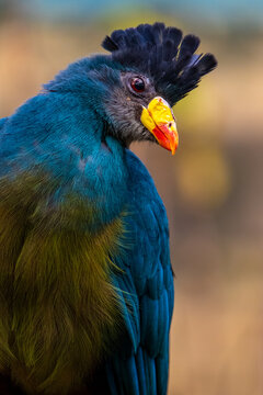 Great Blue Turaco