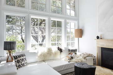 Whippet dog in modern design living room